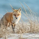 A red fox stands on sand dunes surrounded by tall, dry grass. The background shows a blurred view of the ocean.