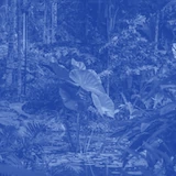 Dense tropical vegetation with a large leafy plant in focus, in monochrome blue.