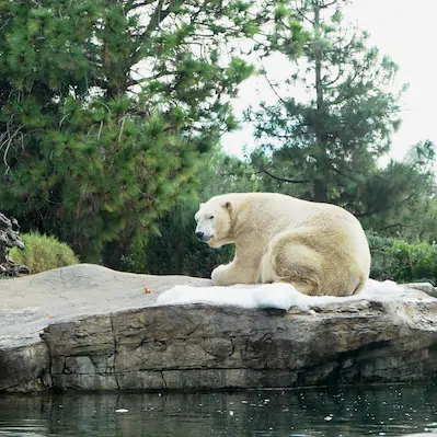 A polar bear is lying on a rocky surface with some snow, surrounded by trees and shrubs, near a body of water.